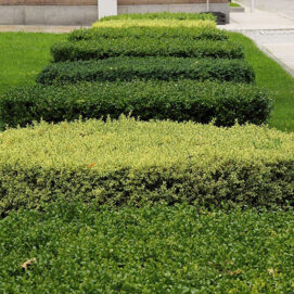 Hedge Trimming - Harveys Grounds Maintenance Cannock, Staffordshire